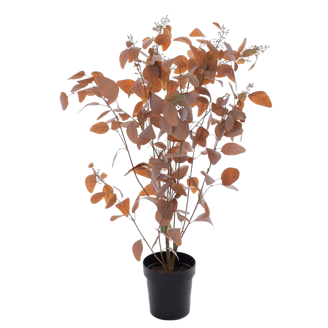 Plante_eucalyptusbusk_rust_m-baer_H130cm_17464_1-.png