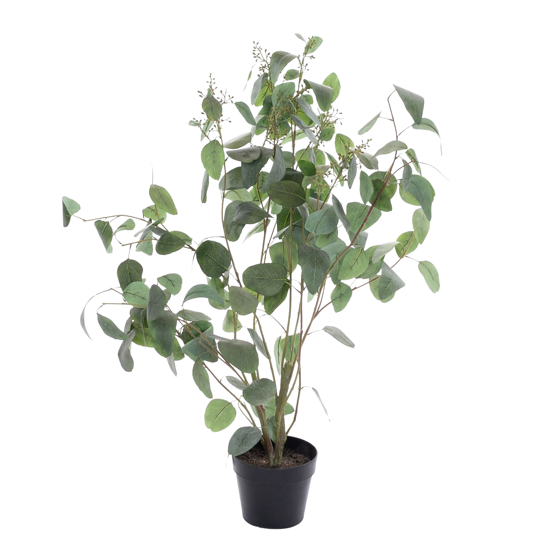 Plante_eucalyptusbusk_stovgronn_m-baer_H100cm_17159_1-.png