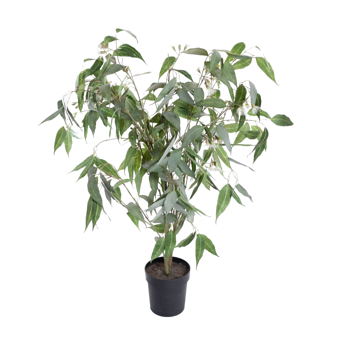 Plante_eucalyptusbusk_stovgronn_m-blomst_H135cm_17357_1-.png