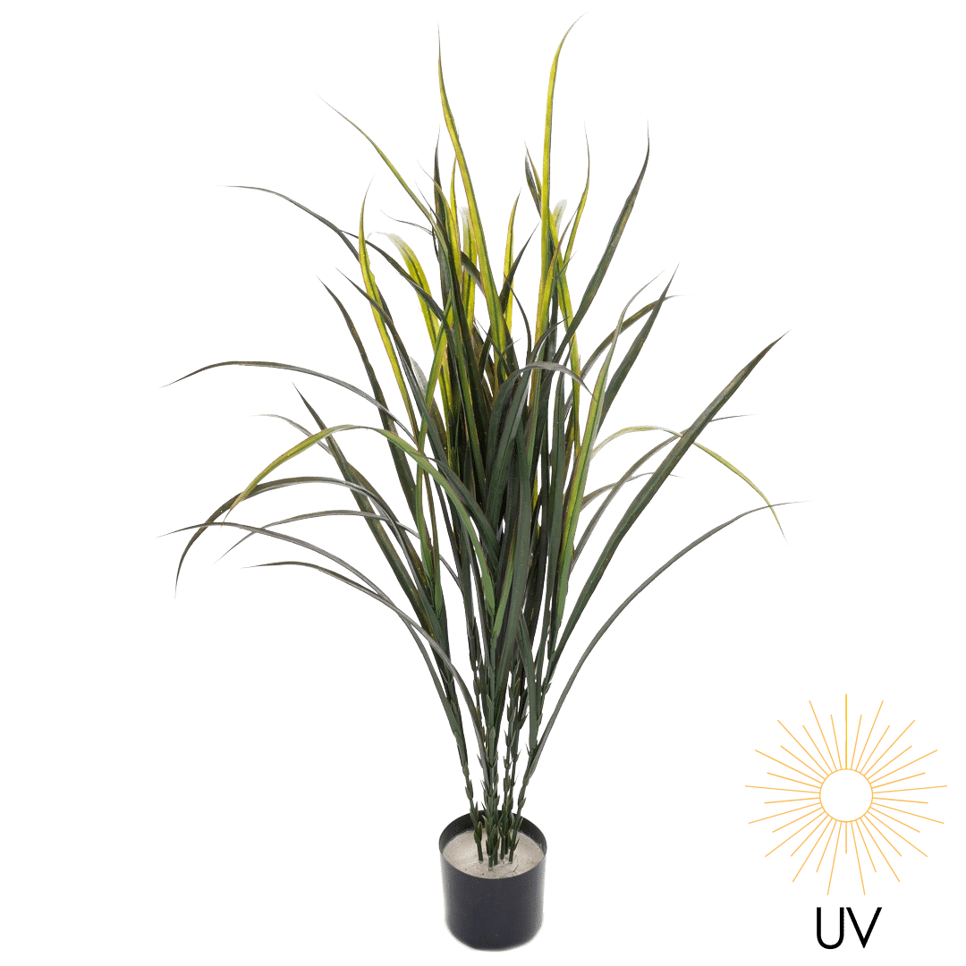 Plante gress reed leaf 120cm