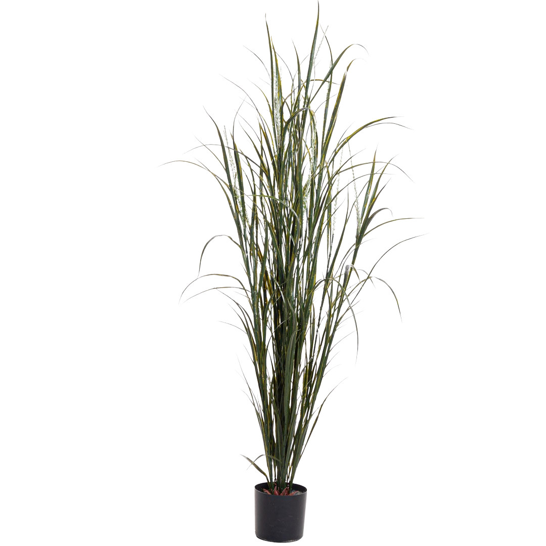 Plante_gress_yucca_bold_UV_H180cm_17377_1.png