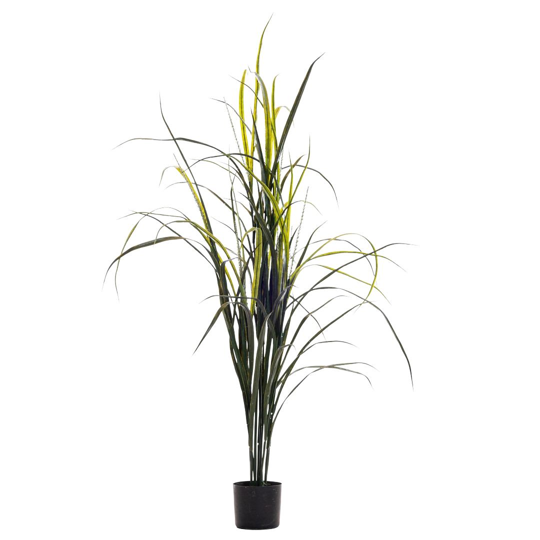 Plante_gress_yucca_fresh_UV_180cm_16980_1-.png
