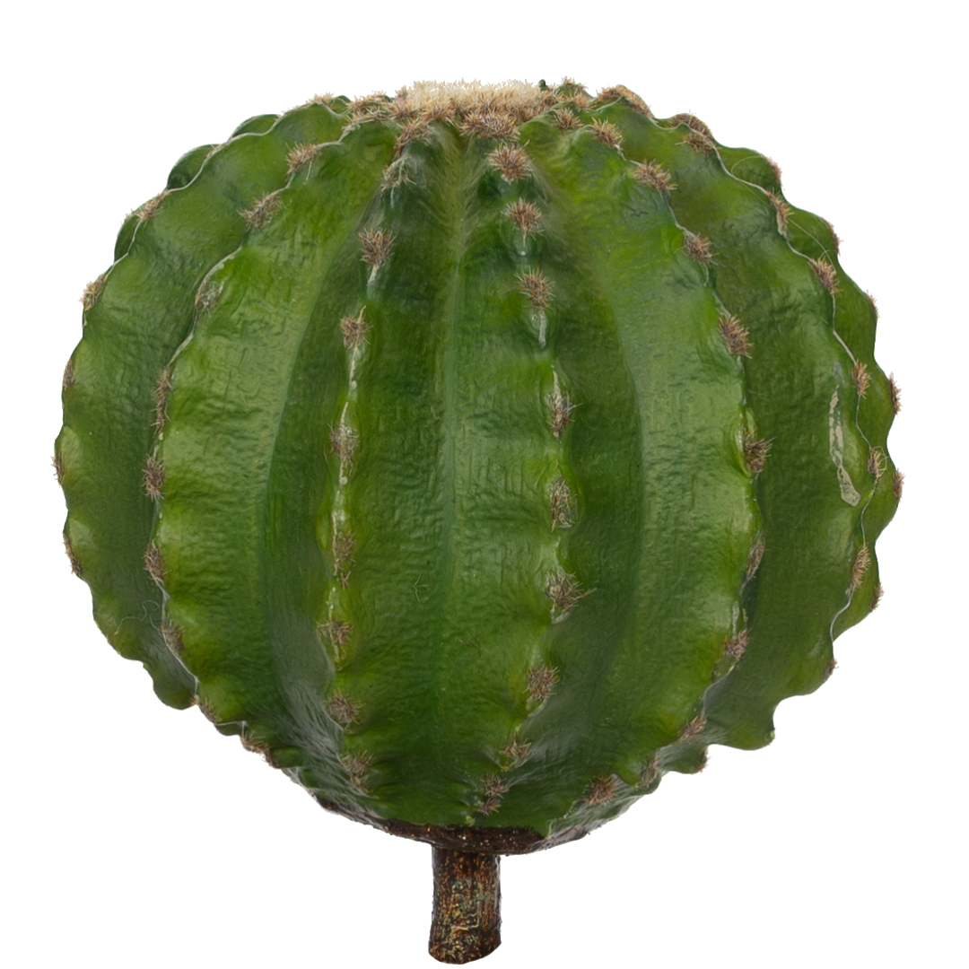 Plante_kaktus_kule_17259