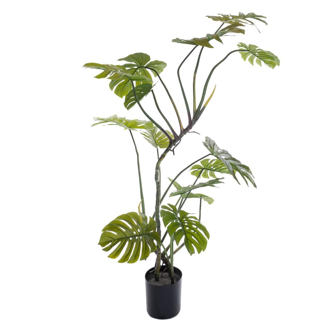 Plante_monstera_air_H180_17204_1