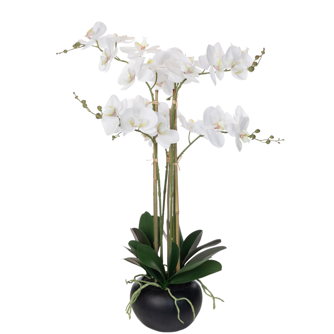 Plante_orchide_phalaenopsis_hvit_i_sort_potte_H67cm_16924_1-.png