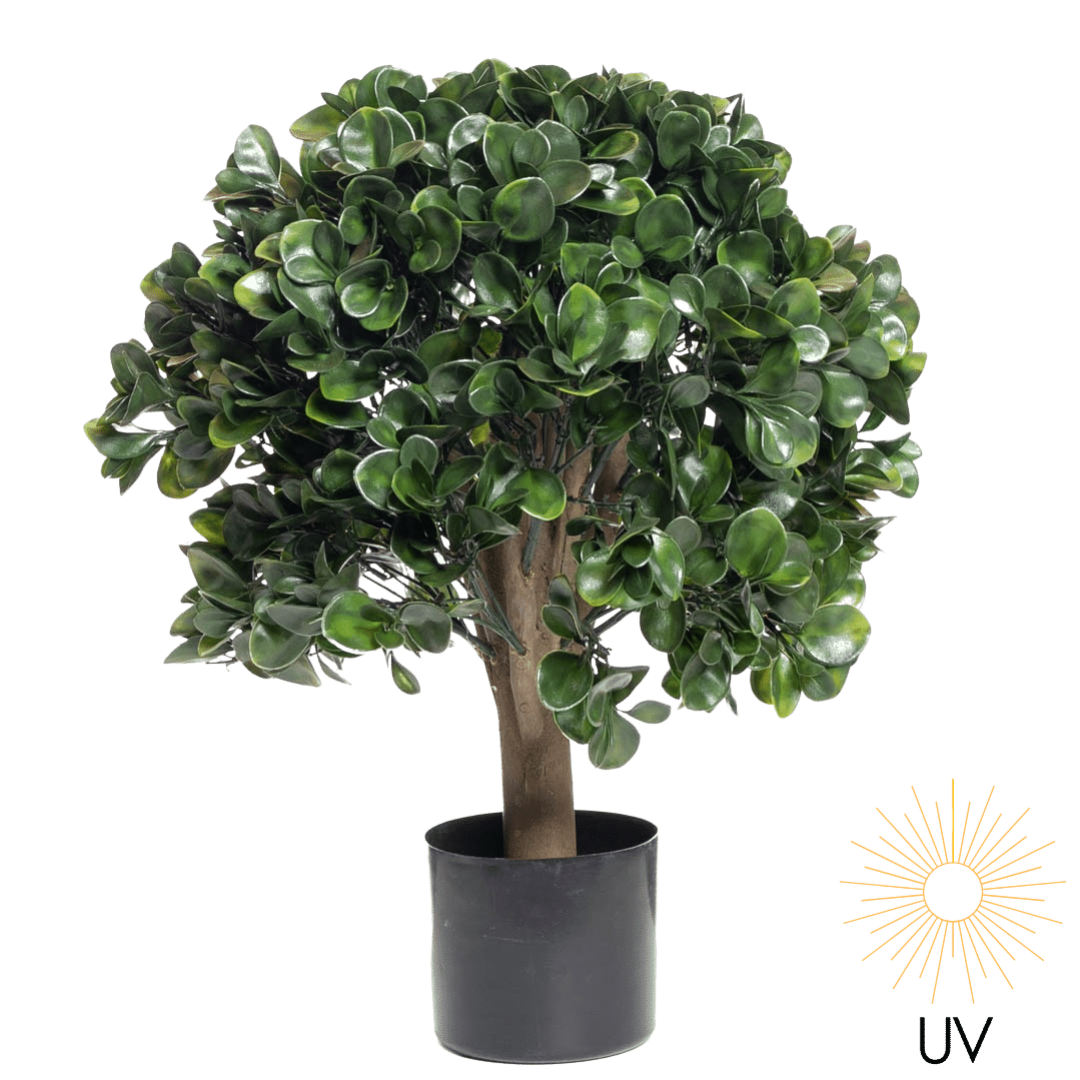 Plante pengefikus ball