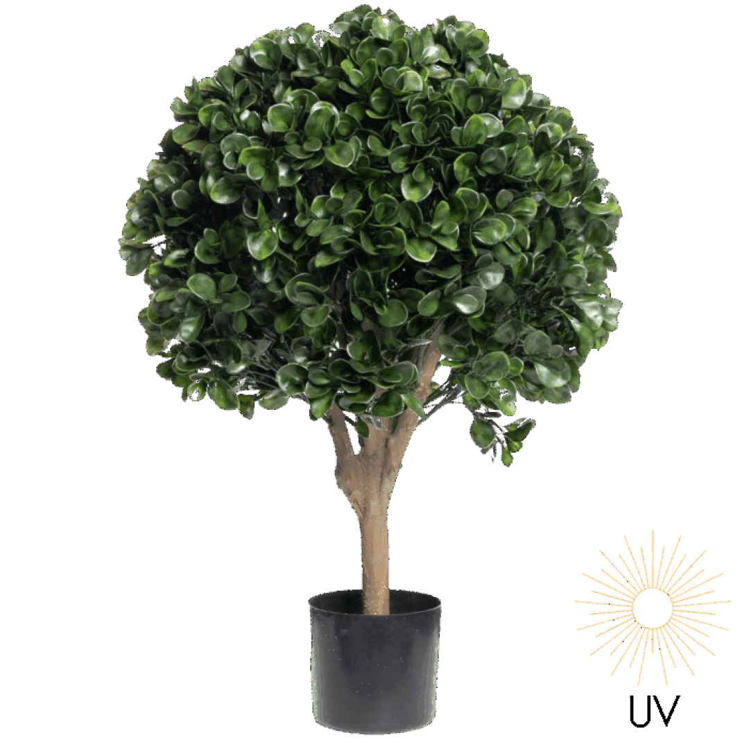 Plante pengefikus ball 60cm