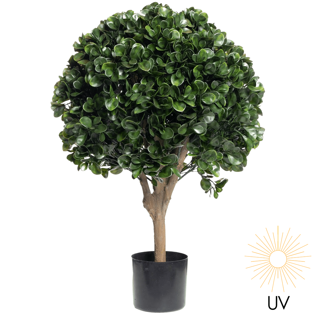 Plante pengefikus ball 60cm