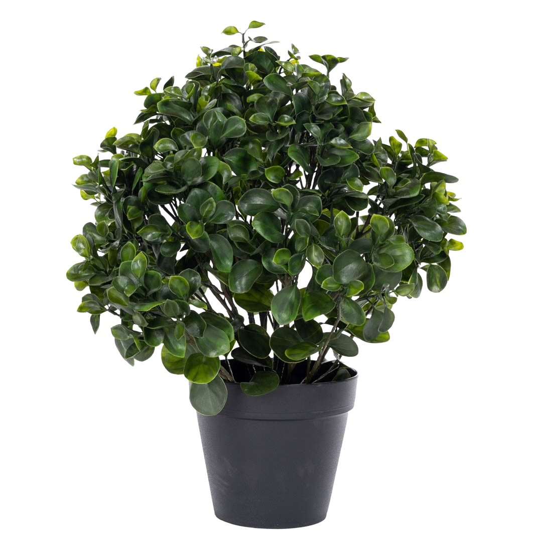 Plante_peperomia_busk_H60cm_16438_1-.png