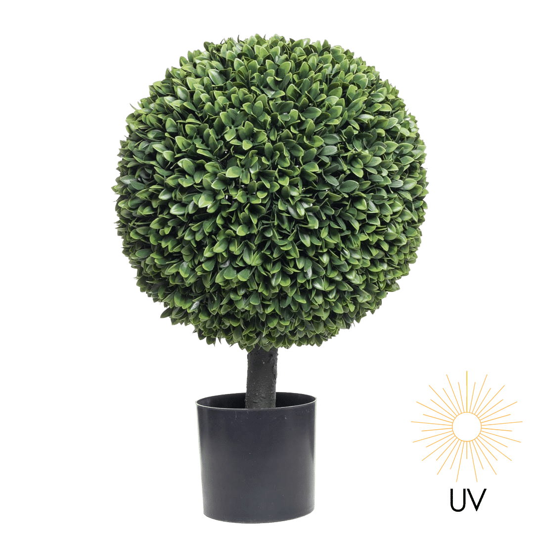 Podocarpus kule 45cm