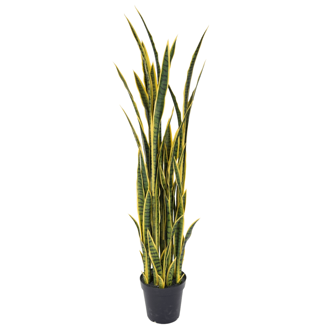 Plante_sanseveria_H165cm_gulgronn_16974_.png