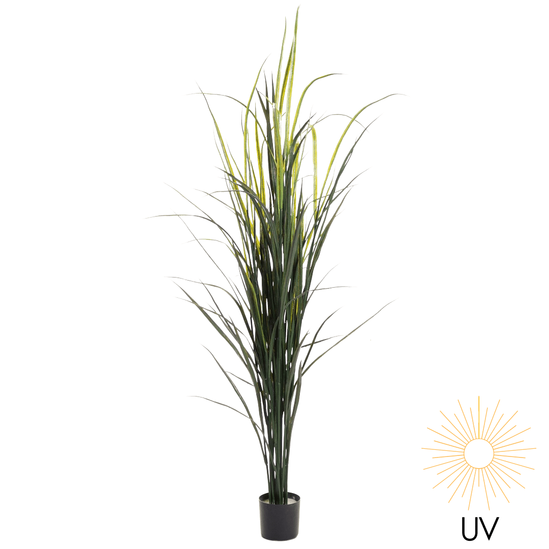 Plante Sivgress UV 213CM
