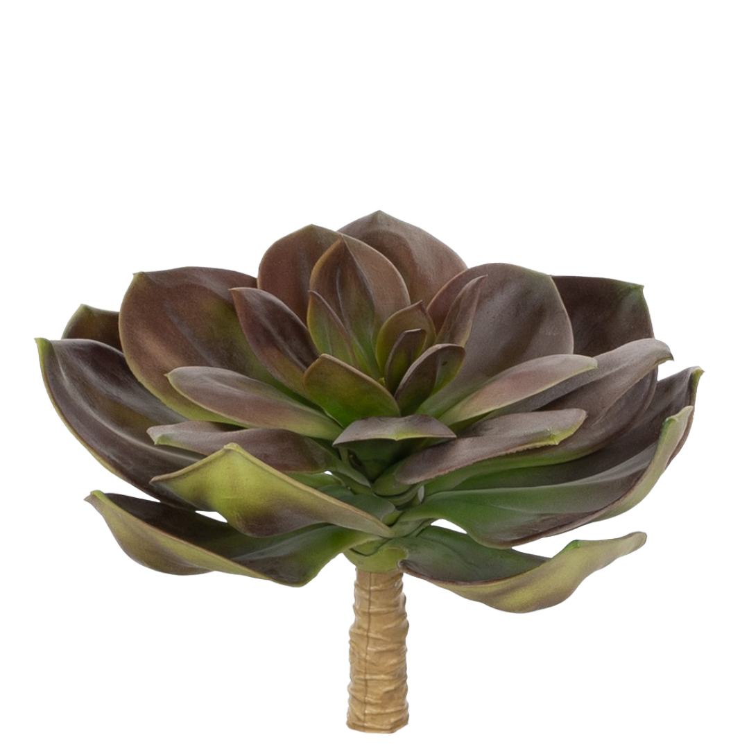 Plante_succulent_echeveria_lotus_burgunder_17176_