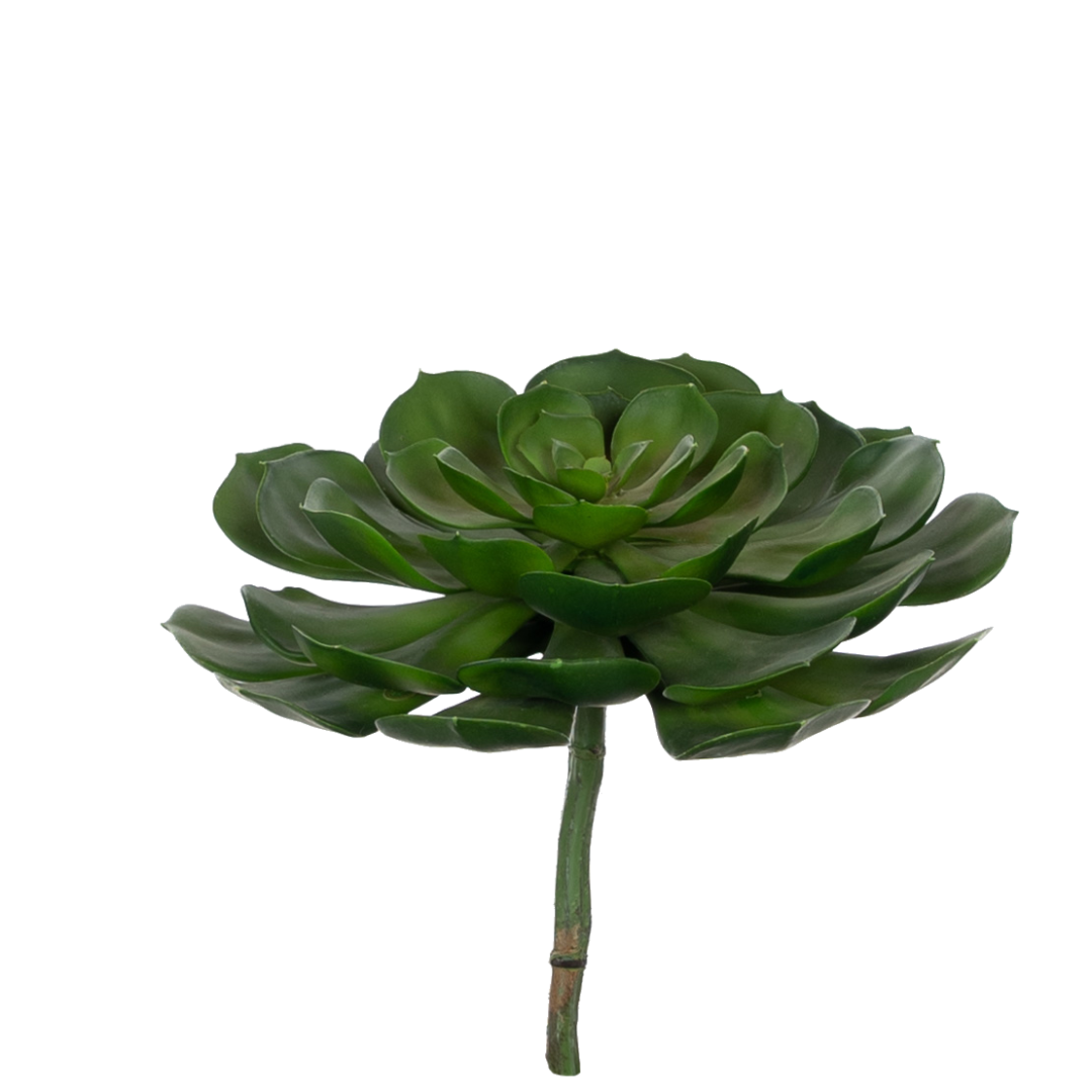 Plante_succulent_echeveria_rund_grønn_16334