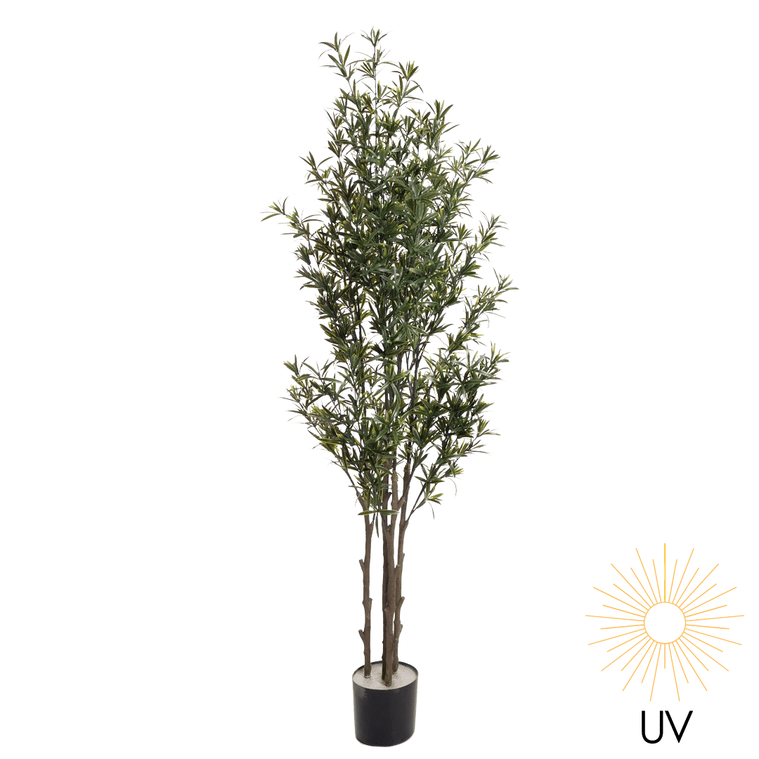 Podocarpus-tre 183cm