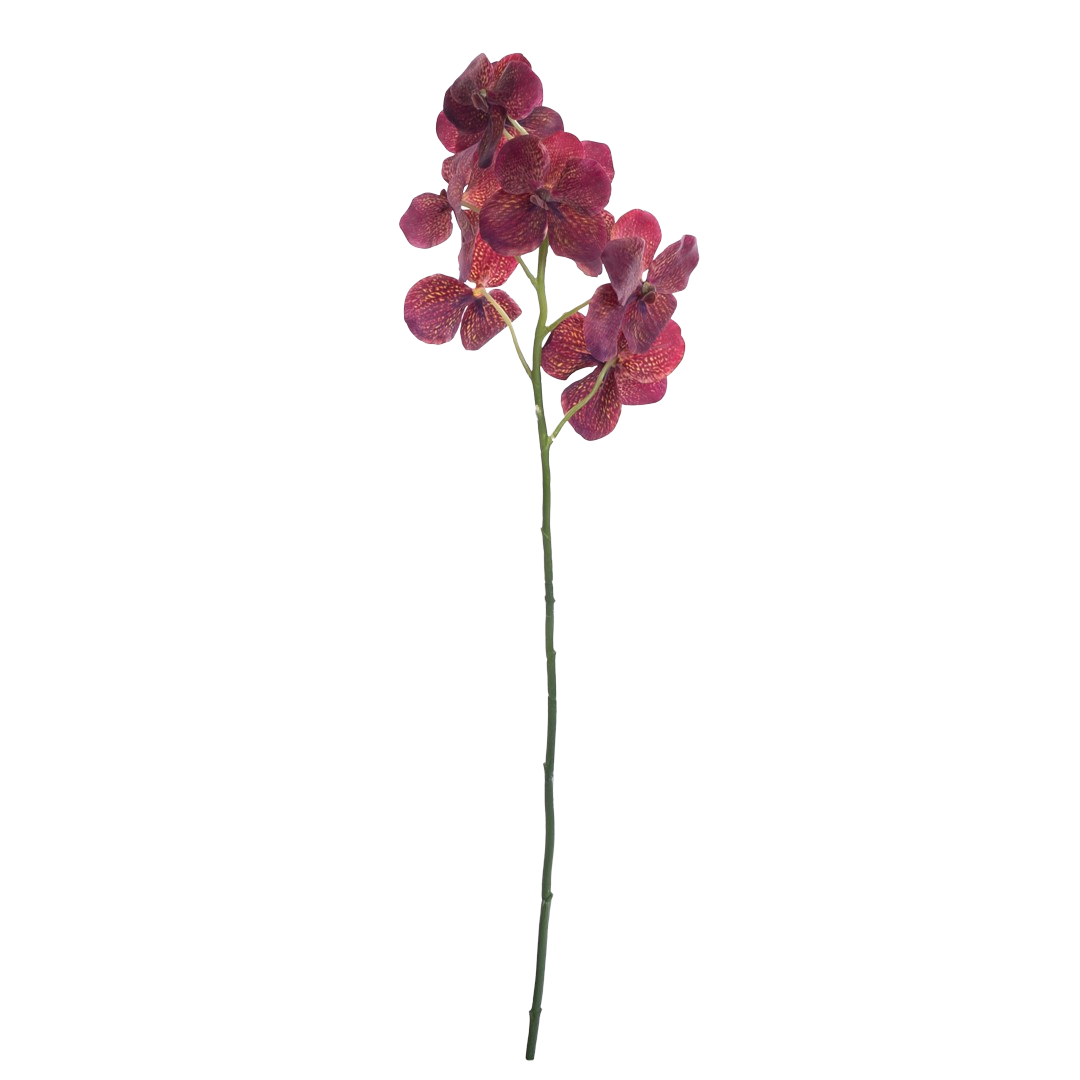 Vanda_orchide_purpur_L106cm_17060_1-.png