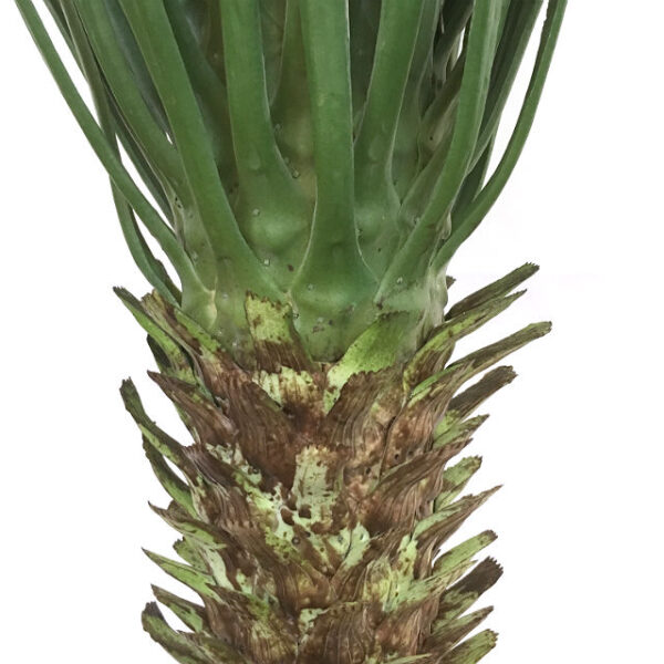 Palme yucca H110cm
