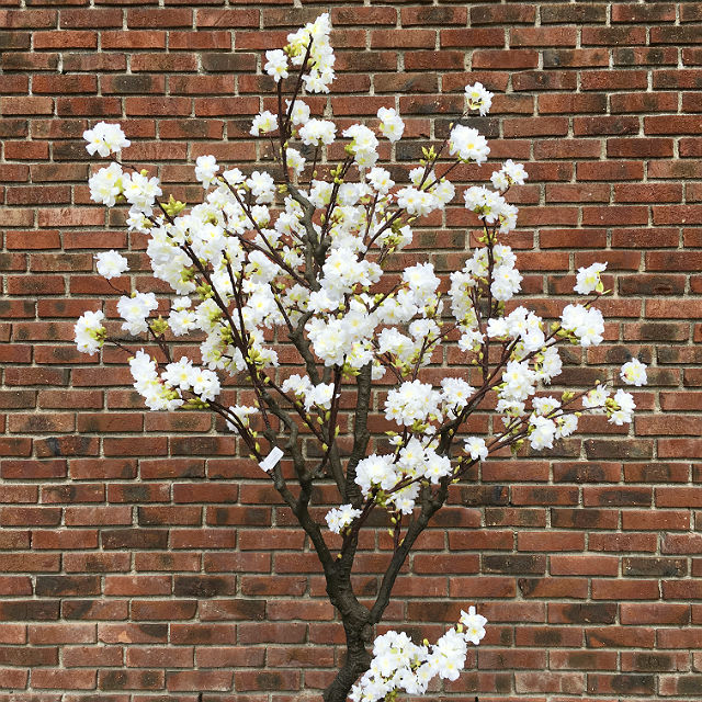 Kunstig kirsebærtre hvit H210cm