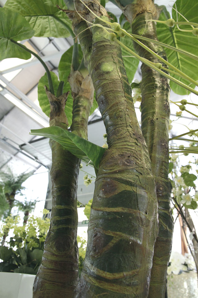 Kunstig colocasia grønn H235cm u/potte