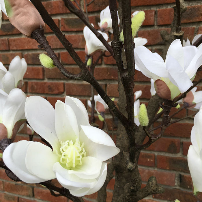 Kunstig magnoliatre hvit H210cm