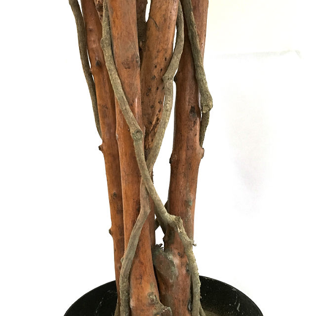 Kunstig pengefikus plante på stamme UV H120cm