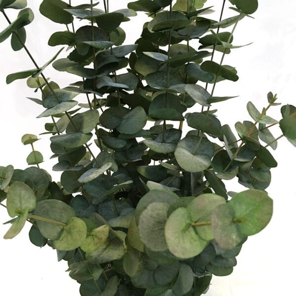 Kunstig eucalyptus plante H115cm