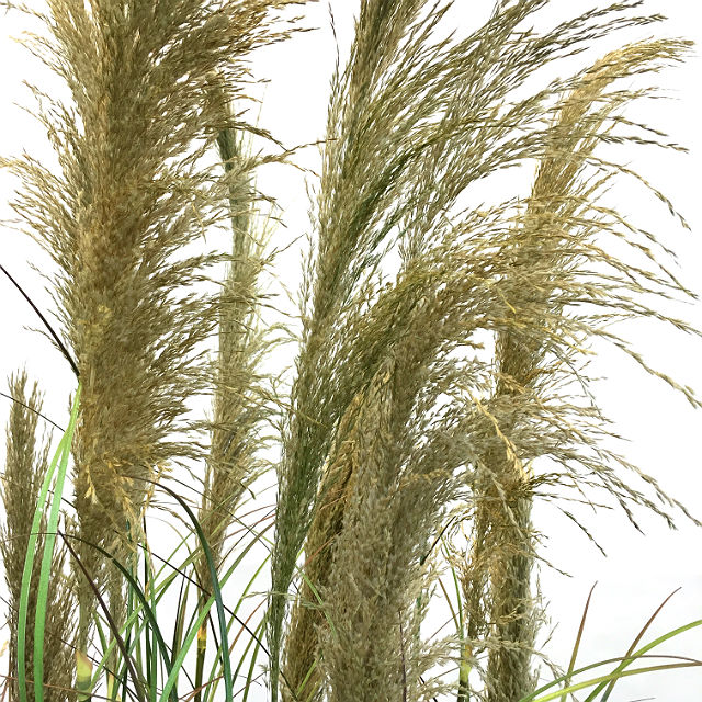 Kunstig gress plante pampas pryd natur H205cm