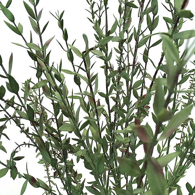 Kunstig eucalyptus busk parvifolia grønn/rød H135cm