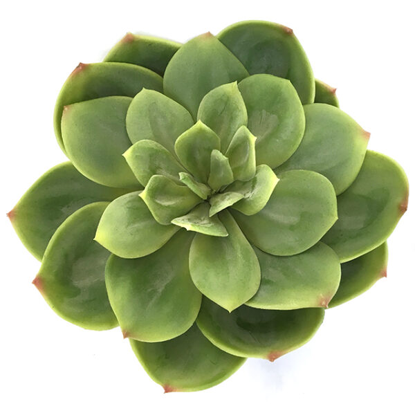 Kunstig succulent echeveria lotus grønn Ø28cm u/potte