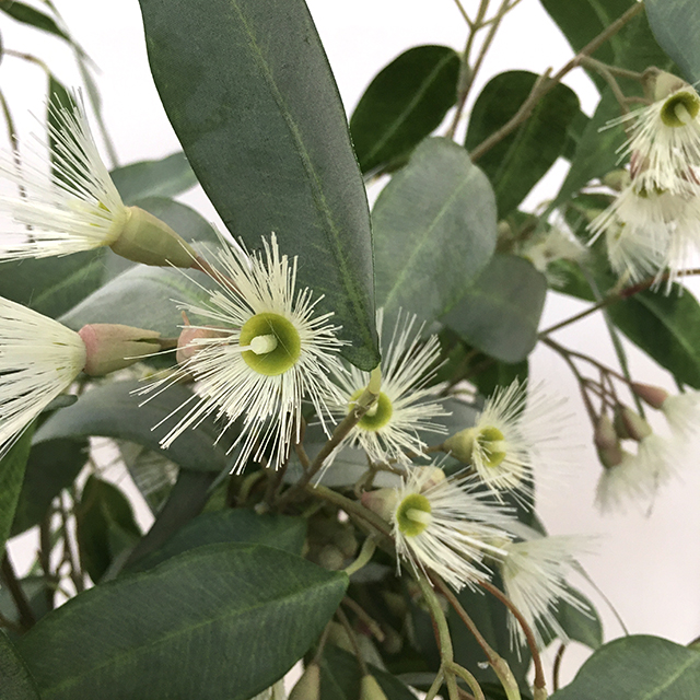 Kunstig eucalyptus busk m/blomst støvgrønn H135cm